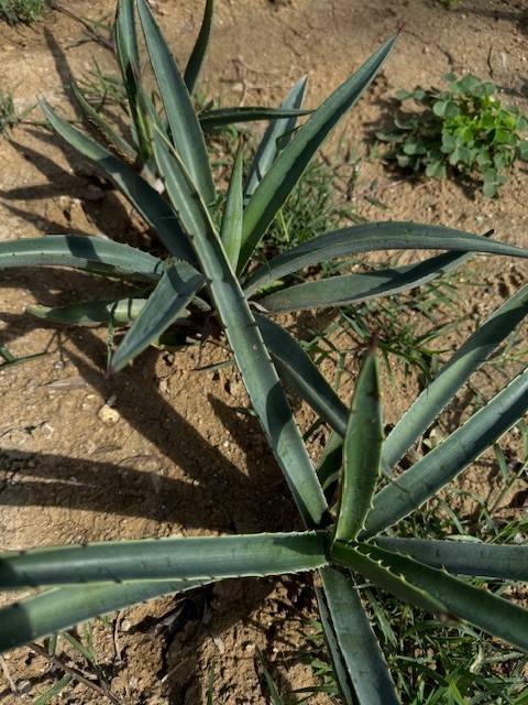 agave